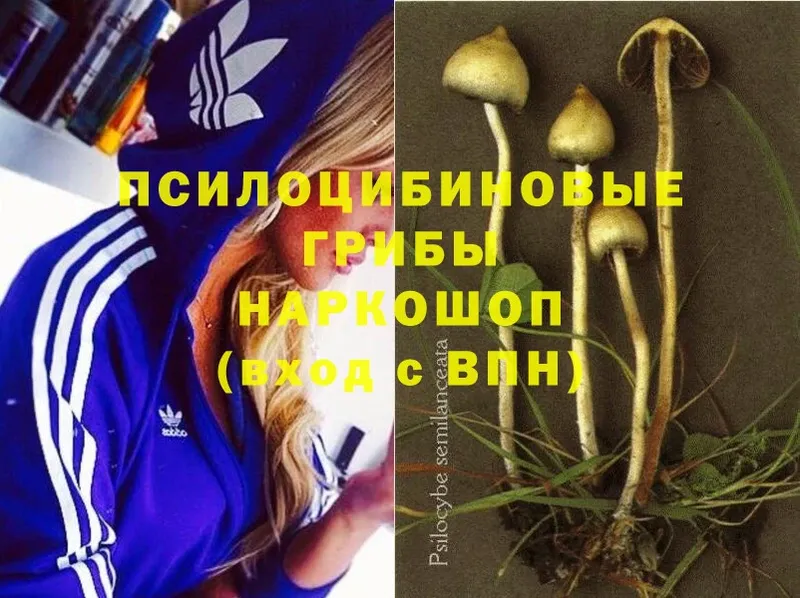 Псилоцибиновые грибы Cubensis  купить наркотики цена  Ефремов 